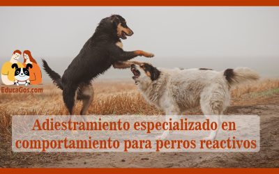 Adiestramiento especializado en comportamiento para perros reactivos