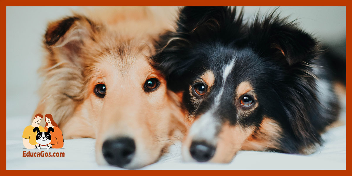 Beneficios de la terapia canina en perros reactivos