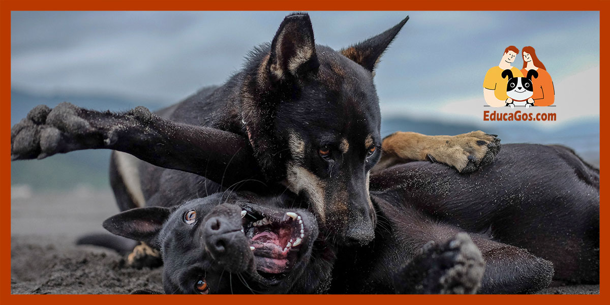 Cómo identificar y manejar la reactividad en perros