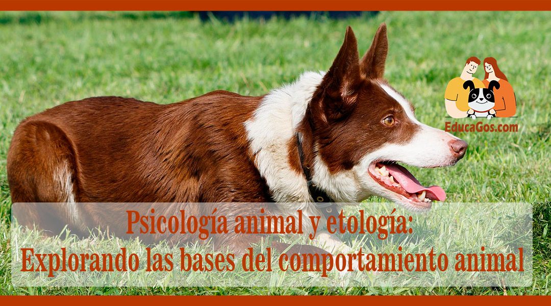 Psicología animal y etología: Explorando las bases del comportamiento animal