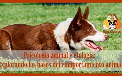 Psicología animal y etología: Explorando las bases del comportamiento animal