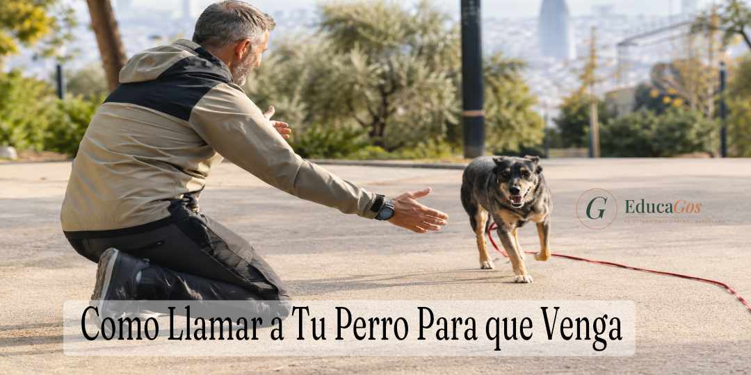 Como Llamar a Tu Perro Para que Venga