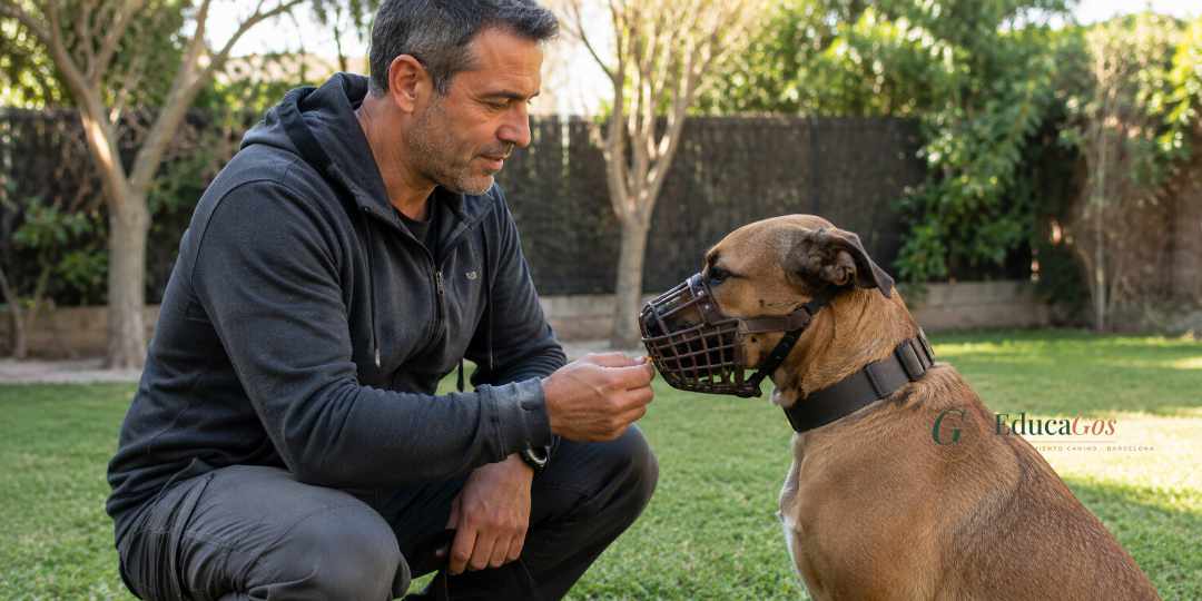Adiestrador canino trabajando la habituación al bozal con un perro en una sesión al aire libre