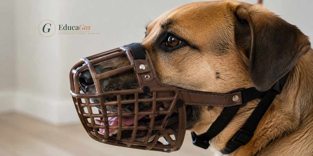 Primer plano de un bozal de cesta bien ajustado en el hocico de un perro