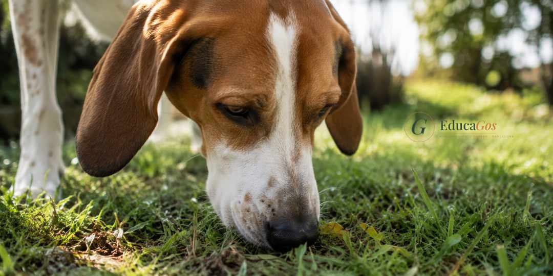 Perro siguiendo un rastro de olor en el jardín durante un ejercicio de olfato