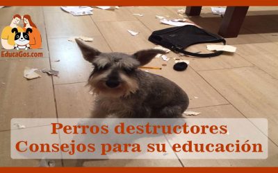 Perros destructores Consejos para su educación
