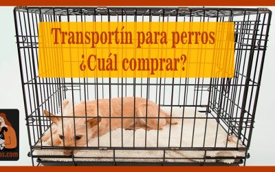Transportín para perros