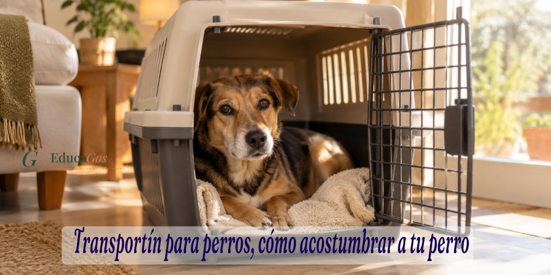 Transportín para perros, cómo acostumbrar a tu perro
