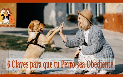 6 Claves para que tu Perro sea Obediente