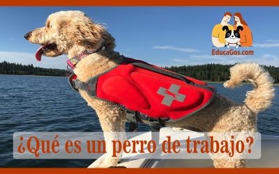 ¿Qué es un perro de trabajo?