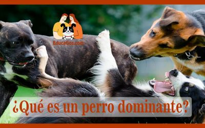 ¿Qué es un perro dominante?
