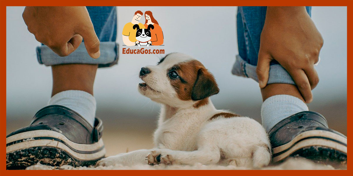 Clases personalizadas adaptadas a las necesidades de tu cachorro