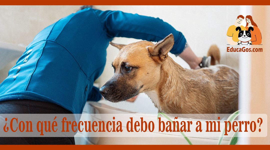 Con qué frecuencia debo bañar a mi perro