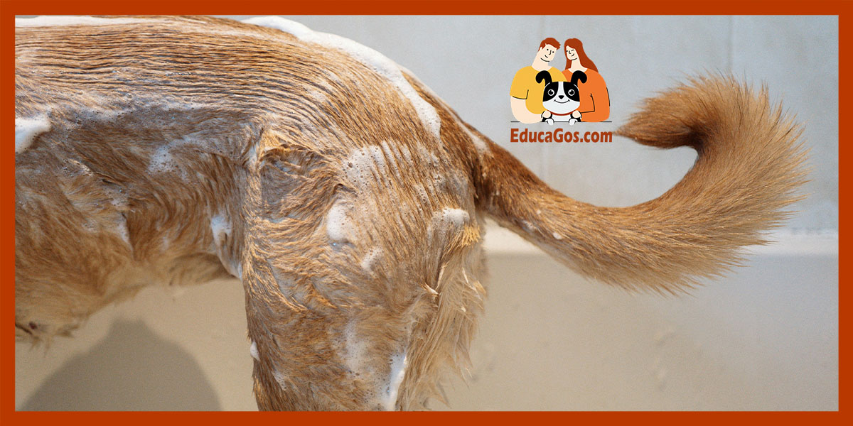 Consejos prácticos para bañar a tu perro