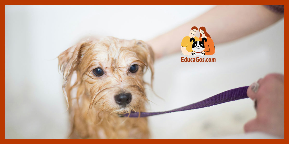 Cuidados básicos del perro