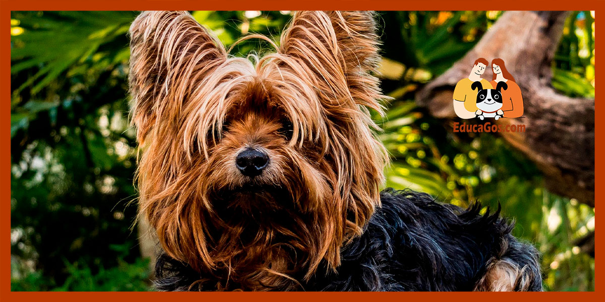 Beneficios de elegir un perro hipoalergénico y bien adiestrado