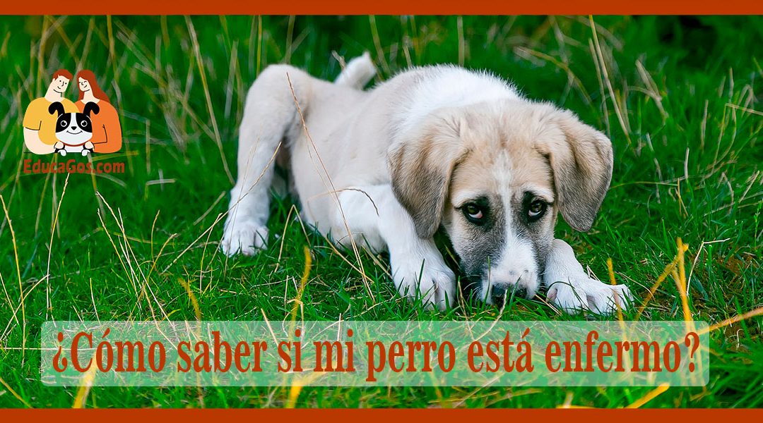 Cómo saber si mi perro está enfermo