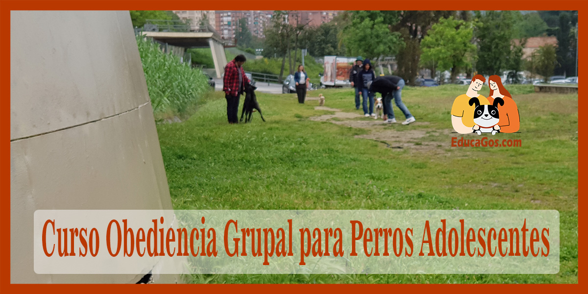 Cursos Grupales de socialización de cachorros Barcelona Curso Obediencia Grupal para Perros Adolescentes