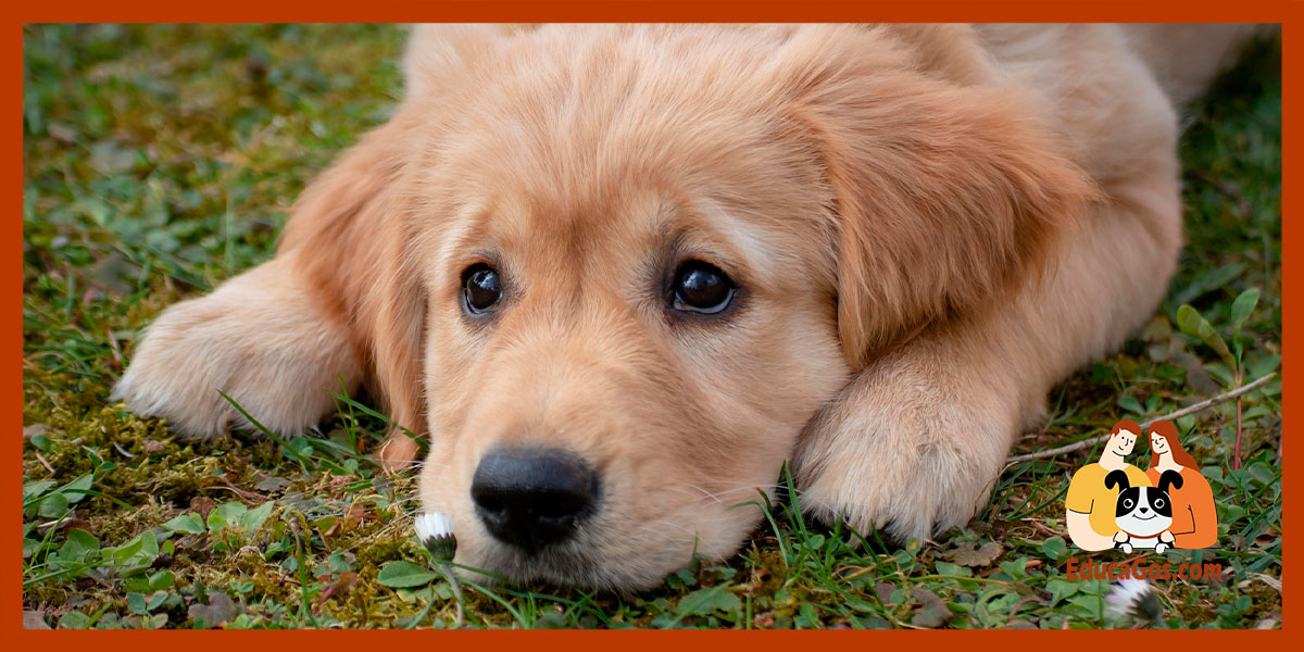 El rol de EducaGos en la salud y el comportamiento de tu perro