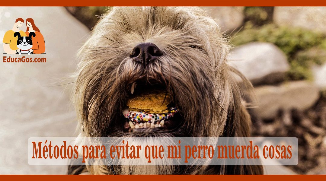 Métodos para evitar que mi perro muerda cosas