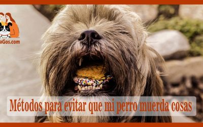 Métodos para evitar que mi perro muerda cosas