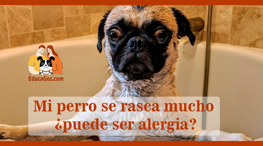 Mi perro se rasca mucho ¿puede ser alergia?