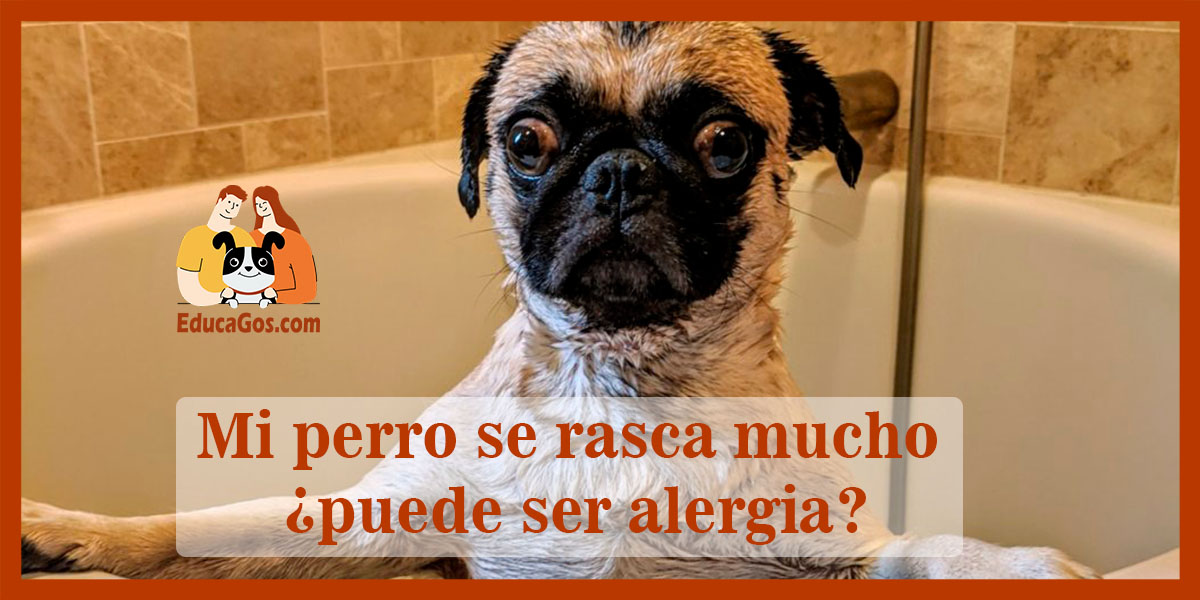 Mi Perro Se Rasca Mucho ¿puede Ser Alergia?