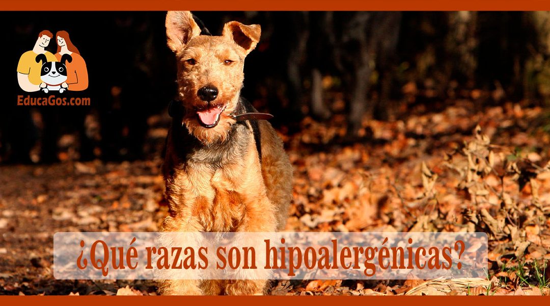 ¿Qué razas son hipoalergénicas?