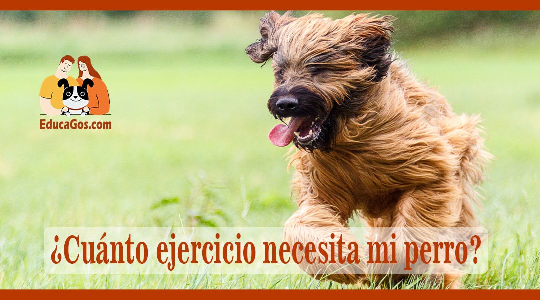 Cuánto ejercicio necesita mi perro