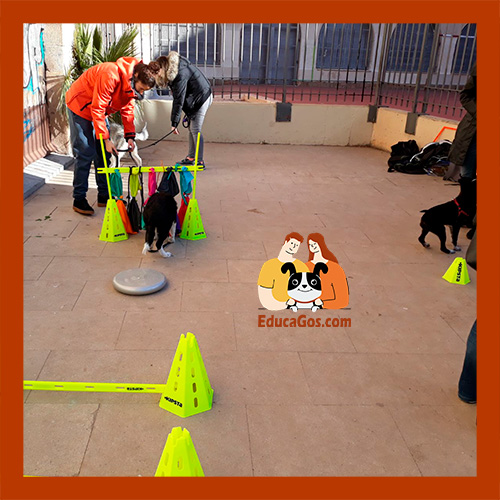 Curso en Grupo de Socialización de Cachorros Curso en Grupo de Socialización de Cachorros