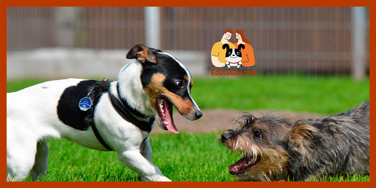 Juegos de inteligencia para perros