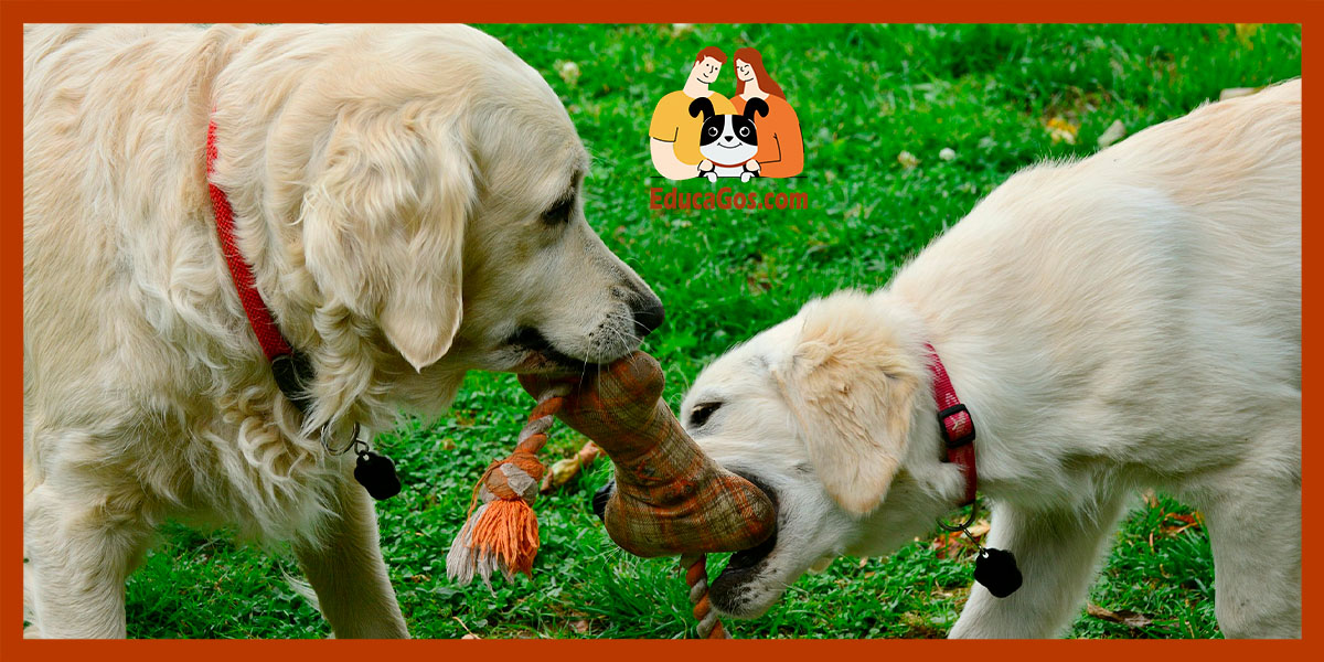 Juegos físicos para perros