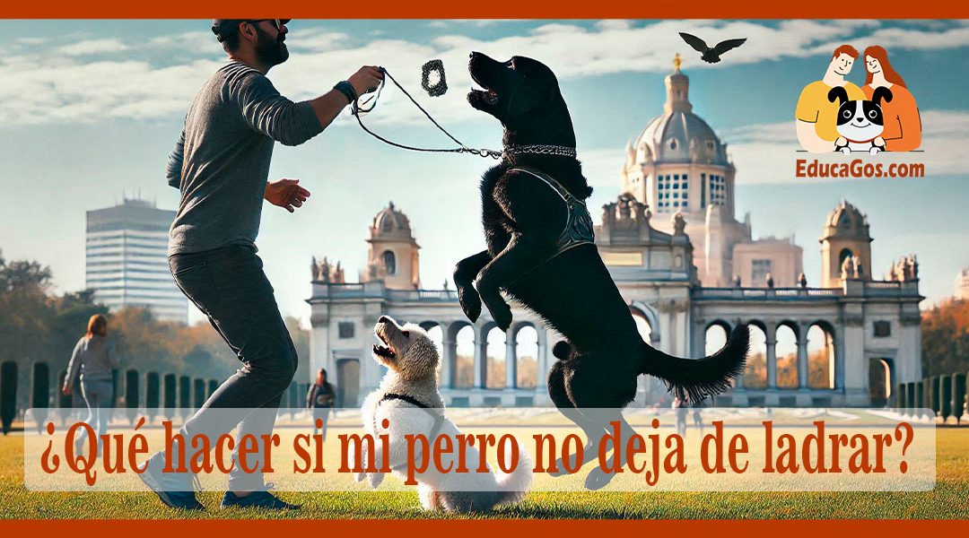 ¿Qué hacer si mi perro no deja de ladrar?