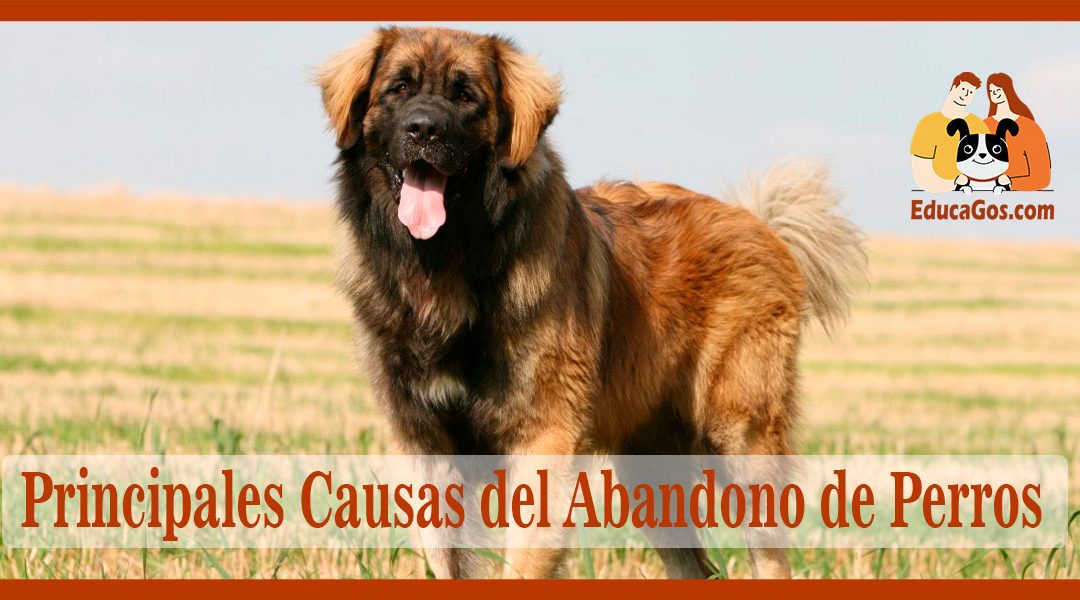 Principales Causas del Abandono de Perros