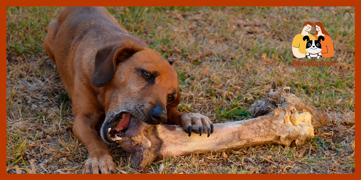 impacto de la crisis económica en el abandono de perros
