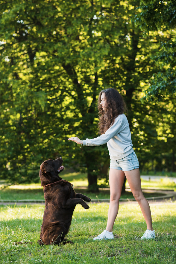 Adiestrado canino sant-montjuic - Barcelona