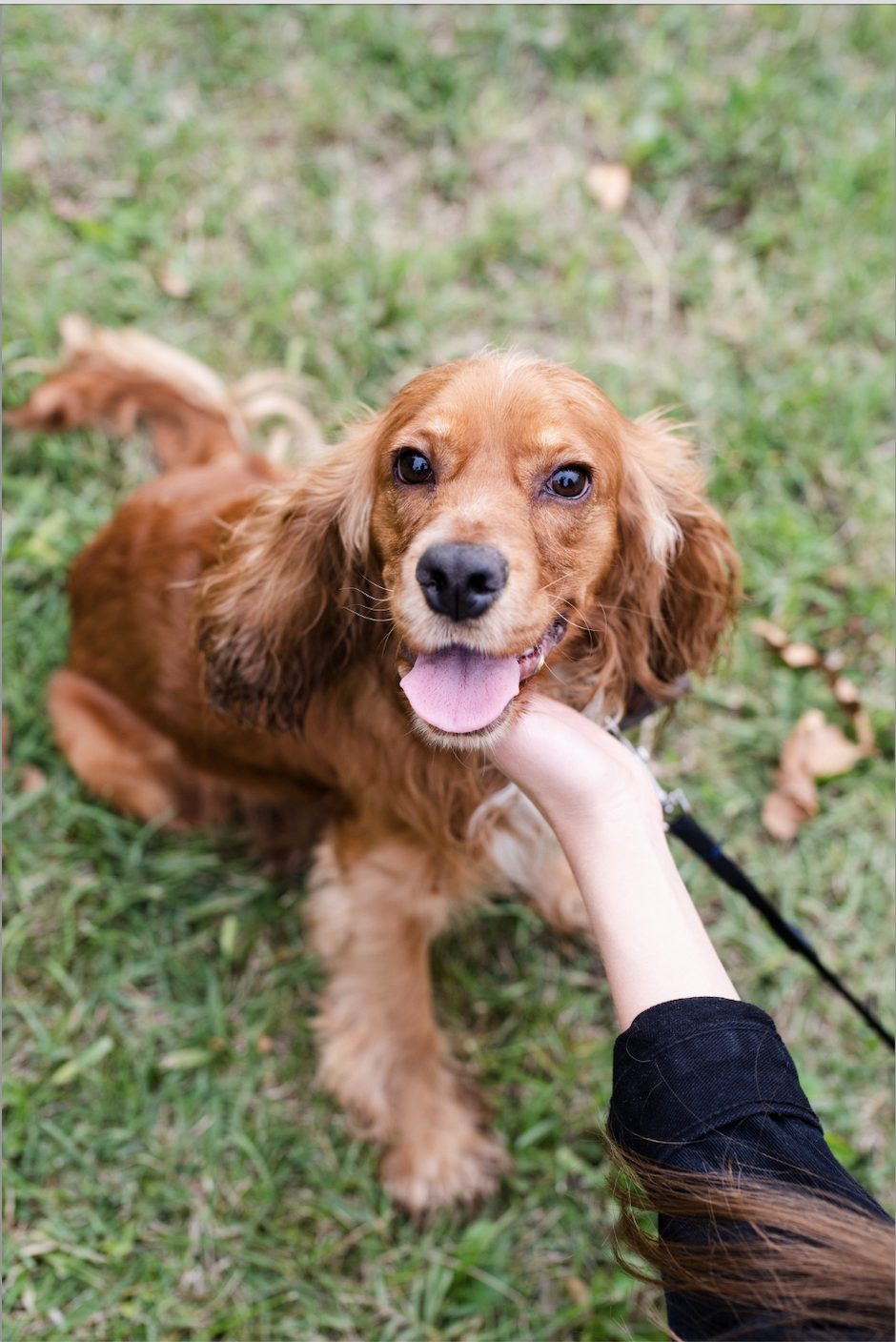 Adiestrador Canino en Eixample