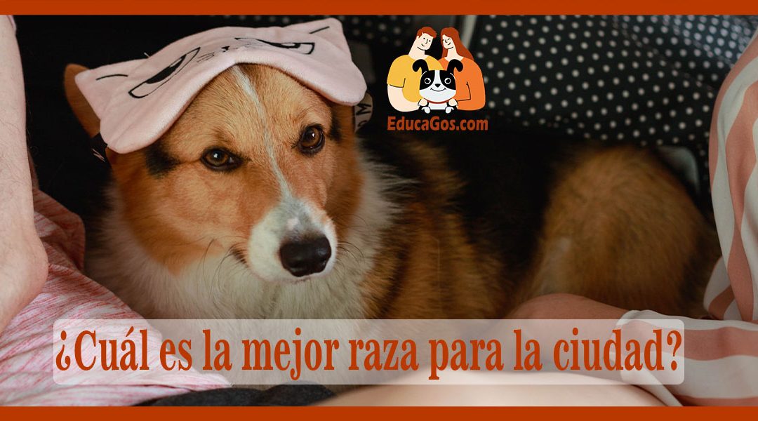 Cuál es la mejor raza para la ciudad