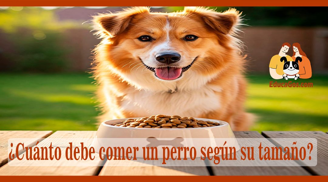 ¿Cuánto debe comer un perro según su tamaño?