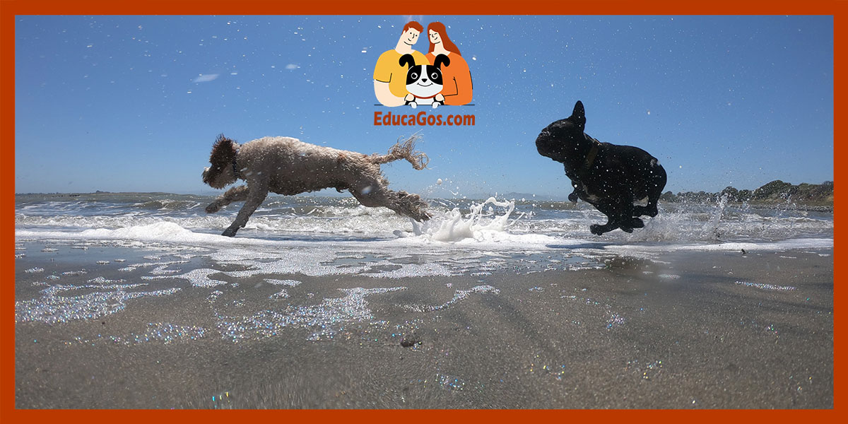 Perro grande, mediano o pequeño para la ciudad