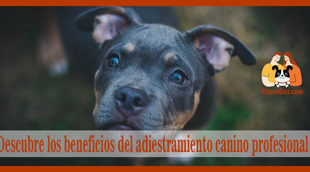 Descubre los beneficios del adiestramiento canino profesional en Barcelona