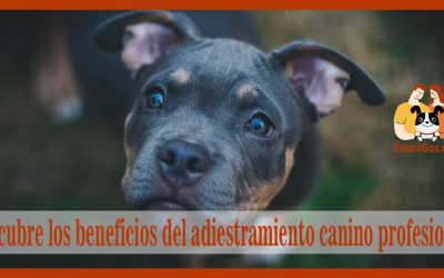 Beneficios del Adiestramiento Canino Profesional en Barcelona