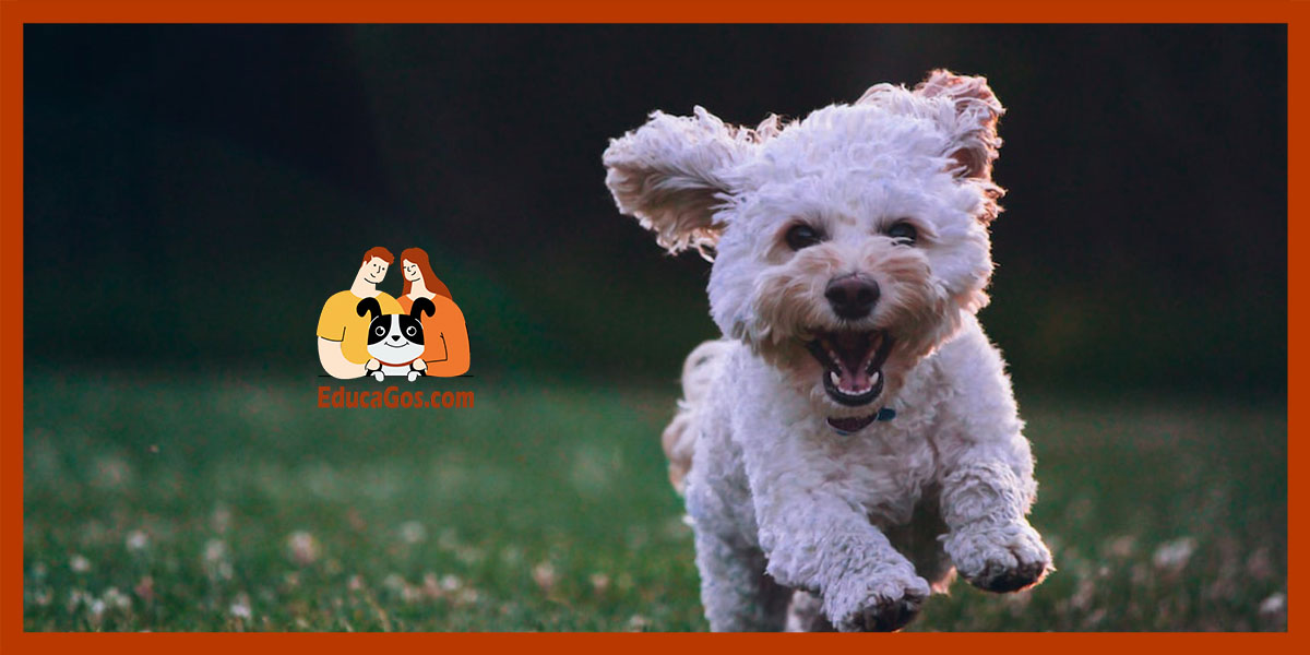 Las 5 mejores razas para la vida en Barcelona