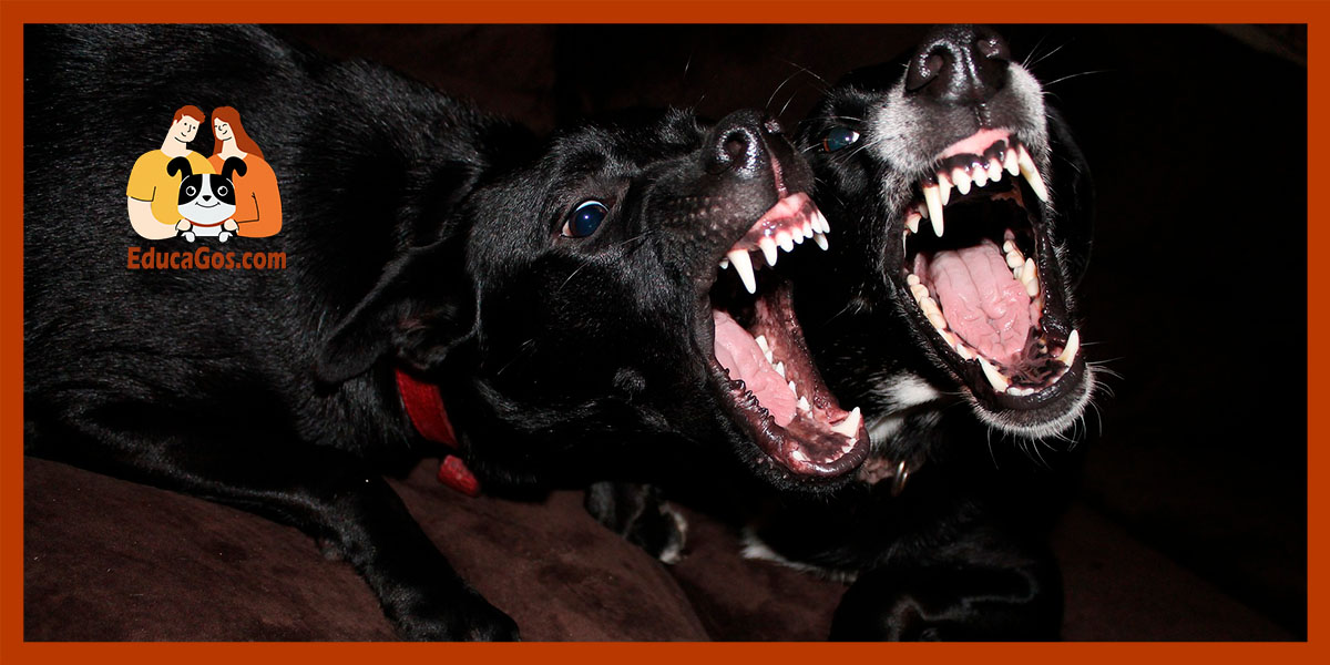 Las Raíces de la Agresividad: ¿Por Qué Mi Perro Muestra Agresividad?