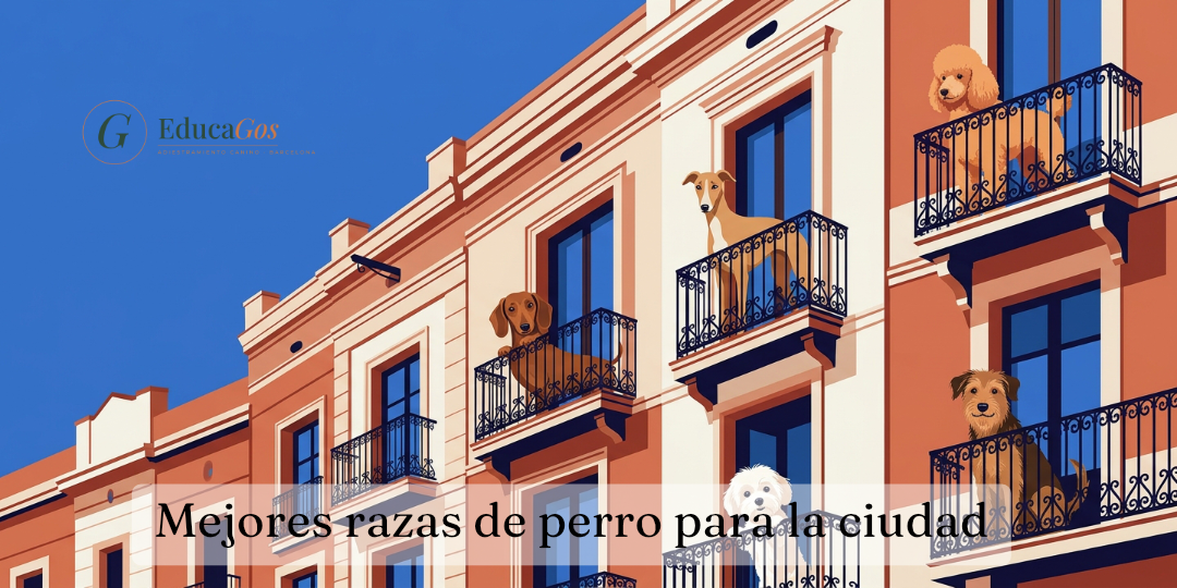 Mejores razas de perro para la ciudad, guía para elegir bien en Barcelona