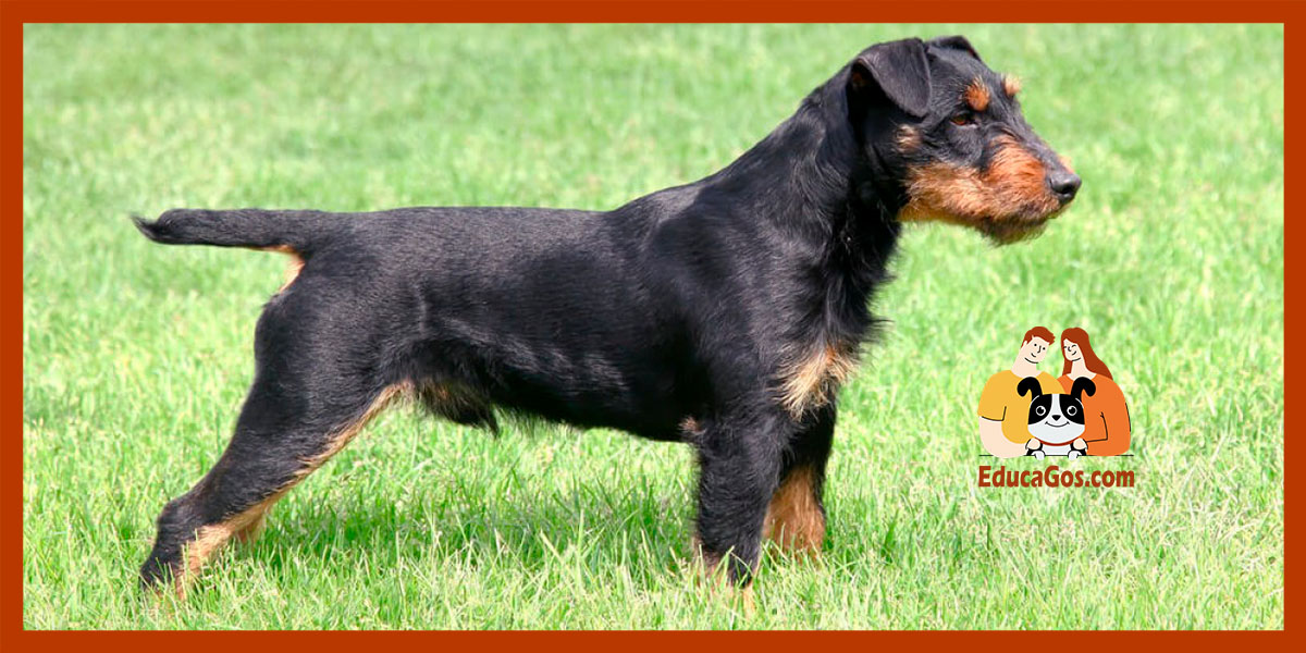 Perro grande, mediano o pequeño para la ciudad