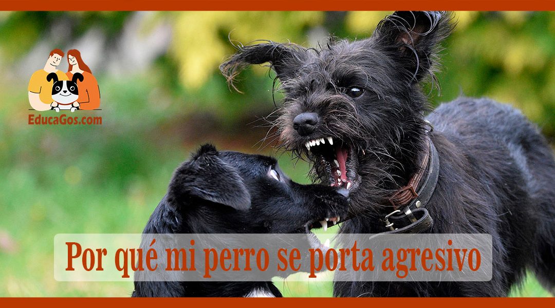 Por qué mi perro se porta agresivo Entendiendo y Abordando la Agresividad Canina