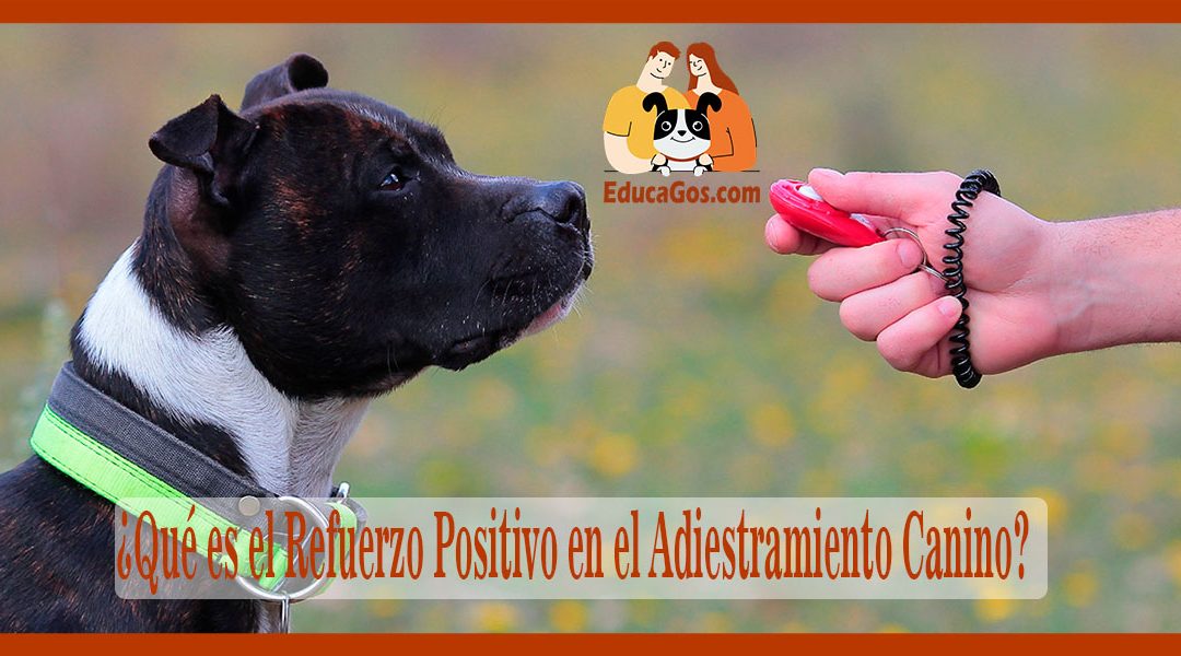 Qué es el Refuerzo Positivo en el Adiestramiento Canino
