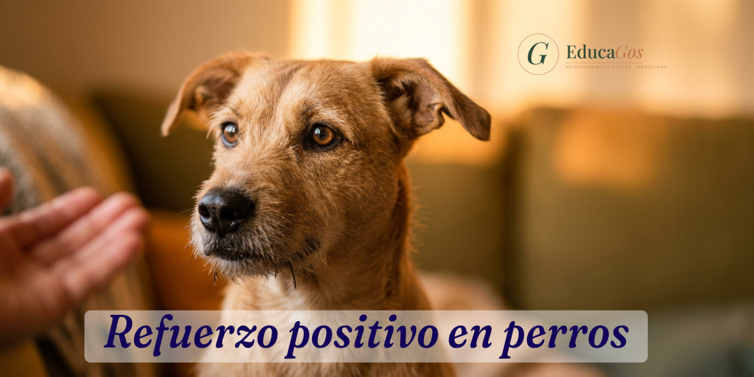Perro mestizo sentado mirando con atención y calma, anticipando un refuerzo positivo en casa