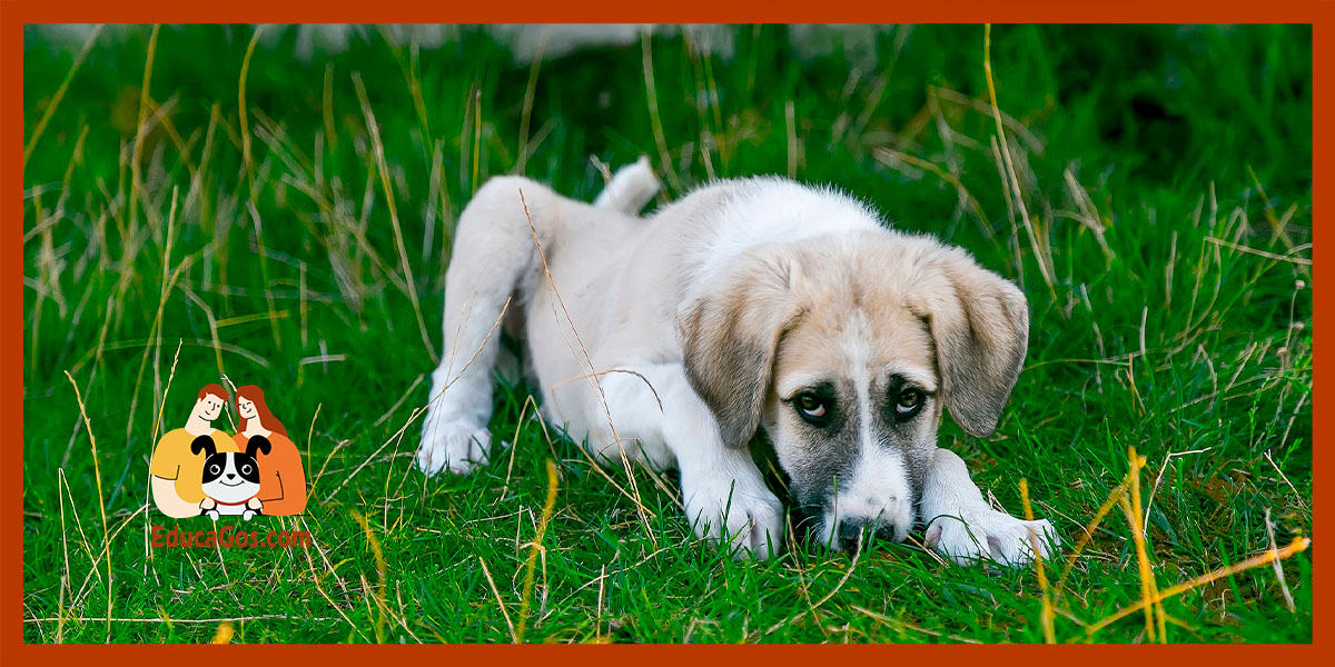 Por qué mi perro arrastra el culete por el suelo